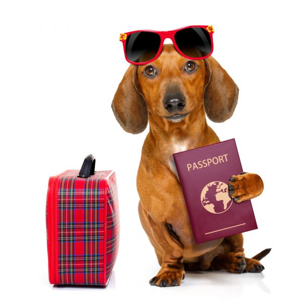 chien-passeport